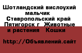 Шотландский вислоухий мальчик - Ставропольский край, Пятигорск г. Животные и растения » Кошки   